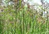 கோரை (Cyperus-rotundus)