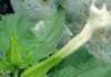 ஊமத்தை (Datura-stramonium)