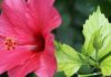செம்பருத்தி (Hibiscus)