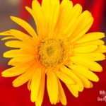 GKPHOTOGRAPHY(1)