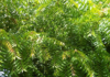 வேப்பமரம் (Neem Tree)