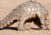 எறும்புண்ணி (Pangolin)