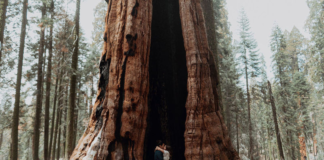 2264 வயதான மரம் கண்டுபிடிப்பு