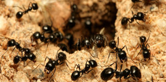 அதன் அளவு அவ்வளவுதான் feat-1