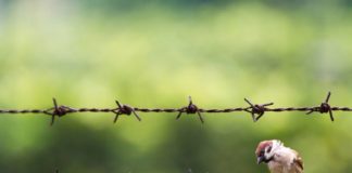 ஊர்க்குருவியும் ஓர் நாள் பருந்தாகும்