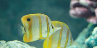 கடலினில் மிதக்கிறேன்