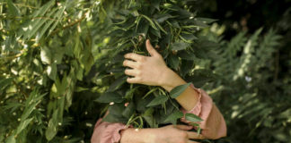 பறவையும் மனிதனும்