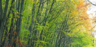 சாலையோரச் சருகுகள் Rainy-Autumn-Forest-iphone-wallpaper-ilikewallpaper_com