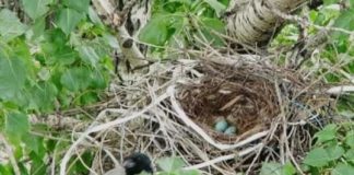 காக்கைக் கூடு FB_IMG_1594131597416