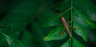 கோமாளிவண்ண வெட்டுக்கிளி (Clown grasshopper)