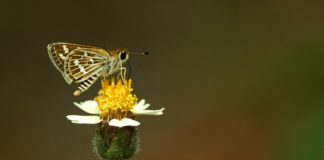 மூக்குத்திப்பூ மேலே!