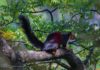 மலபார் சிவப்பு மரஅணில் (Malabar red giant squirrel)
