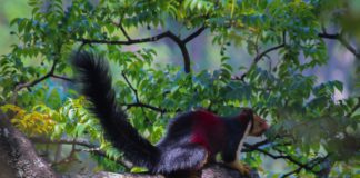 மலபார் சிவப்பு மரஅணில் (Malabar red giant squirrel)