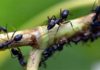எறும்புத்தாவரங்கள் (Myrmecophiles)