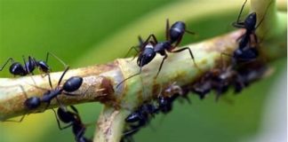 எறும்புத்தாவரங்கள் (Myrmecophiles)