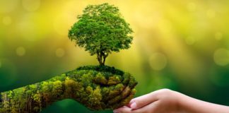 மரத்தின் குரல்