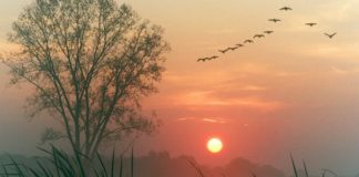 கொரோனாவின் பாதிப்பு