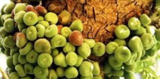 அத்திக்காயா, மலரா? fig fruit