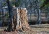 வெட்டப்பட்ட மரங்கள் பேசினால்… images (2)