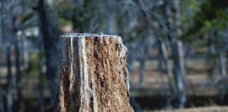 வெட்டப்பட்ட மரங்கள் பேசினால்… images (2)