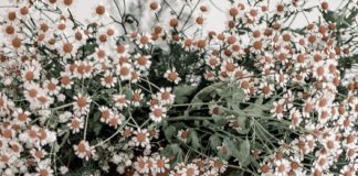 புன்னகை