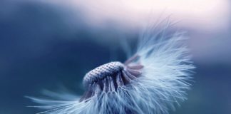 தென்றலின் சிறுதேடல்…