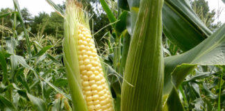 இனிப்பு மக்காச்சோளம் (Sweet Corn)