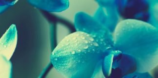 பனித்துளி