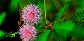 தொட்டாற்சிணுங்கி (Touch me not)