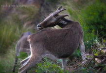 நீலகிரி வரையாடு (Nilgiri Tahr)