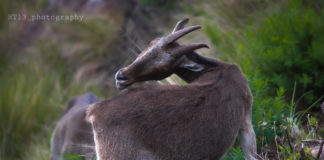 நீலகிரி வரையாடு (Nilgiri Tahr)