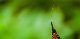 பாம்புக்கற்றாழை மீது நீண்ட உணர்கொம்புகளுடன் சிறுபூச்சி