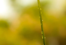 பற்றுக்கொடிச்சுருள் (Tendrils)