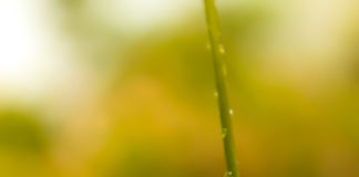 பற்றுக்கொடிச்சுருள் (Tendrils)