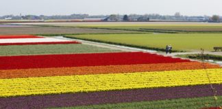 ட்யூலிப் மலர்கள்