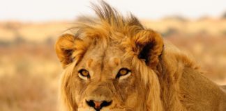 கானகத்தின் அடையாளம் சிங்கங்கள்….