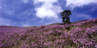 நீலக்குறிஞ்சி