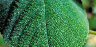 தற்கொலைக்கு தூண்டும் தாவரம் (Suicidal Plant)