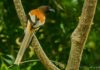 வால் காக்கை (Rufous Treepie)
