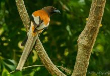 வால் காக்கை (Rufous Treepie)