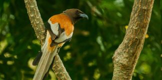 வால் காக்கை (Rufous Treepie)