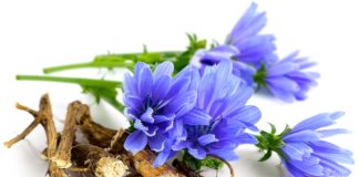சிக்கரி (Chicory)