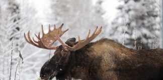 உலகின் மிகப்பெரிய மான்கள் (Moose)