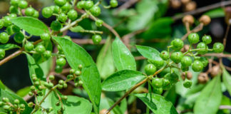 மருதாணி (Henna)