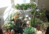 கண்ணாடிக் குடுவைத்தோட்டம் (Terrarium)
