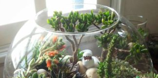 கண்ணாடிக் குடுவைத்தோட்டம் (Terrarium)