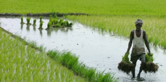 உணவுத் தெய்வம்