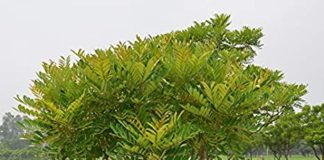 சொர்க்க மரம் – Paradise Tree