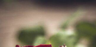 எது அழகு f99bb9e44646467d8936686402dedff7-f276214c