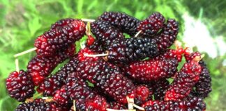 முசுக்கொட்டை (Mulberry)